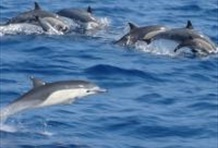 Karibu Kizimkazi (Dolphin spotting)